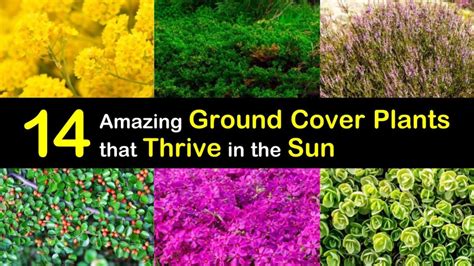 14 Amazing Ground Cover Plants that Thrive in the Sun