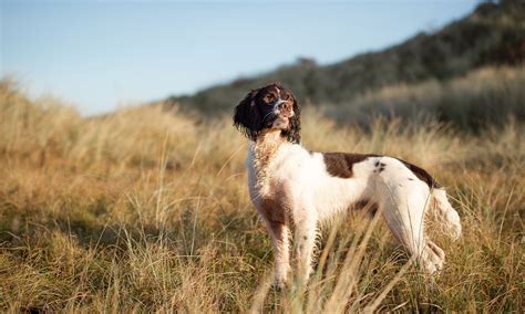 English Springer Spaniel