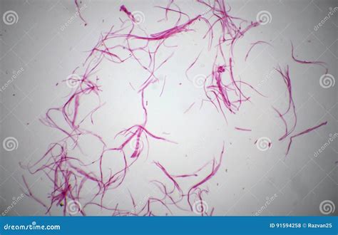 Teased Smooth Muscle Fibers Under The Microscope Royalty-Free Stock ...