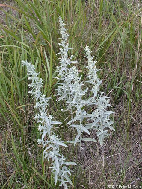 Artemisia Ludoviciana