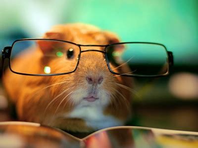 Funny & Cute Animals With Glasses | Funny And Cute Animals