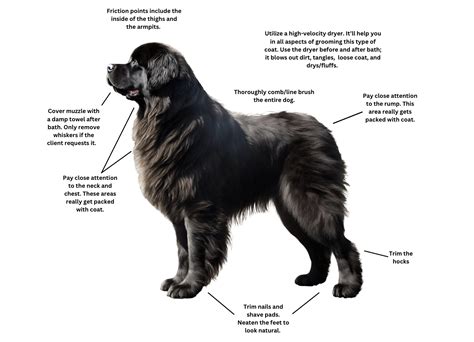 How to Groom a Newfoundland Dog