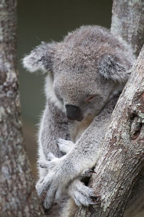 Gray Koala Bear Hugging Tree Branch · Free Stock Photo