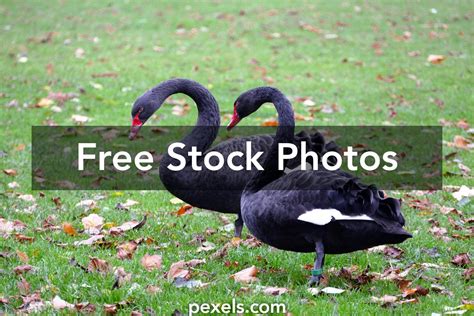 Black Goose Bistro Photos, Download The BEST Free Black Goose Bistro Stock Photos & HD Images