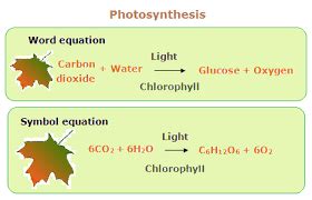 Equation for Photosynthesis - CBSE Class Notes Online - Classnotes123