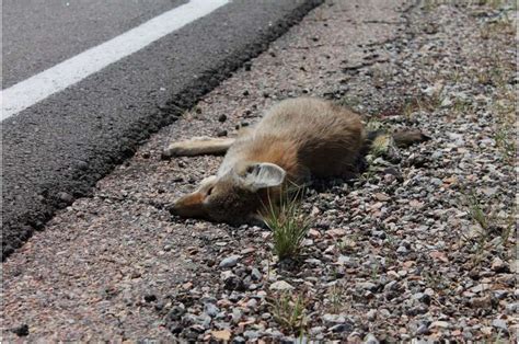 Researchers may be underestimating roadkill numbers