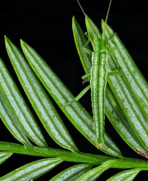 The wonders of nature: Camouflaged sticks insect and fighting seals among winners of ecological ...