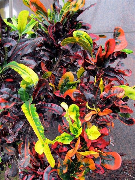 Croton Indoor Plant – Care Of Croton Plants (com imagens) | Jardins pequenos, Plantas jardim ...