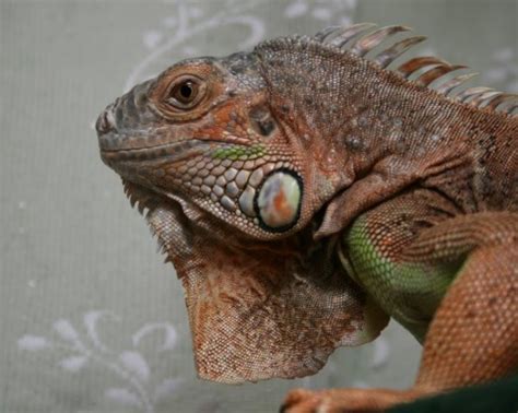 Green iguana-Breeding orange in females | Our Reptile Forum