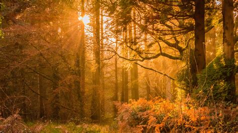 2560x1440 Yellow Sunset Rays In Forest 1440P Resolution HD 4k ...