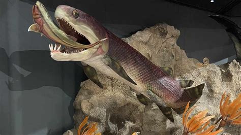 Fossilised fish organs get to the heart of our own evolution