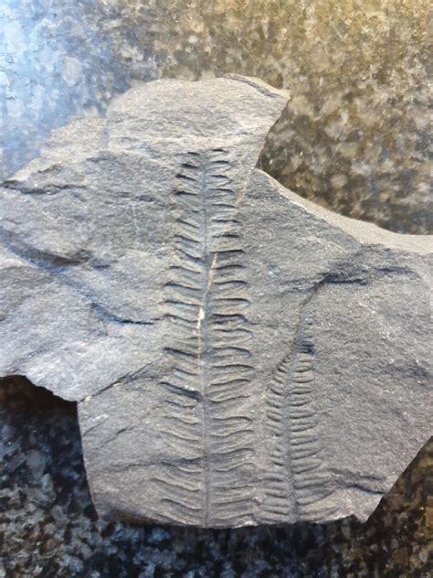 Plant fossil I found! : r/fossils