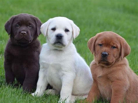 Labrador Puppy Breeders