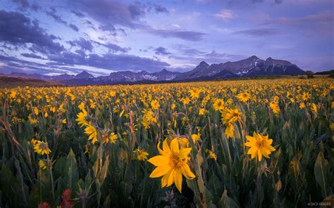 Sneffels Range Flowers : San Juan Mountains, Colorado : Mountain Photography by Jack Brauer