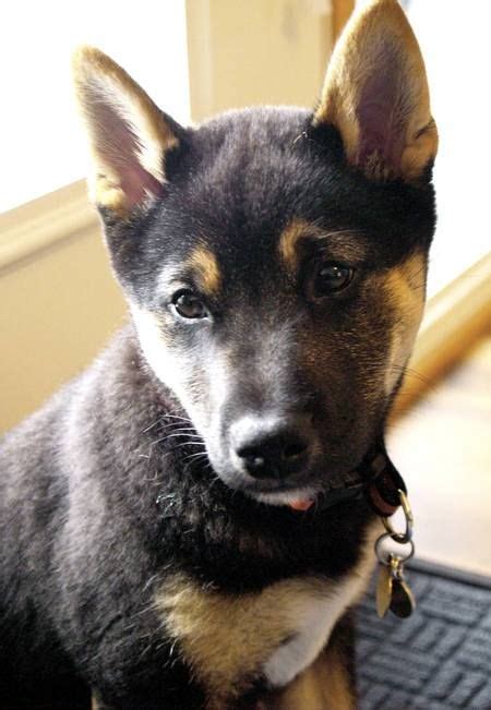 Shiba Inu and German Shepherd Mix. Tell me this is not the cutest puppy ...