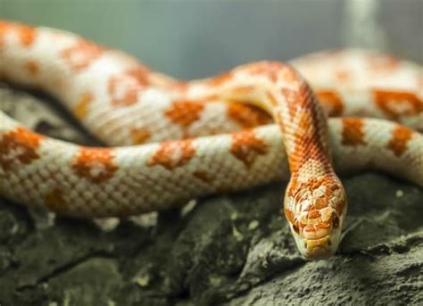 What Do Corn Snakes Eat & How to Care for Them | petMD