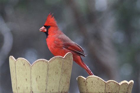 Male Cardinal Feeding #2 Photograph by Karen Hamilton - Fine Art America