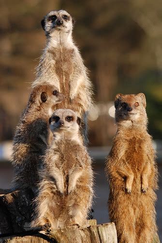 Meerkats & Mongoose | www.photoboxgallery.com/jonpymphotogra… | Flickr