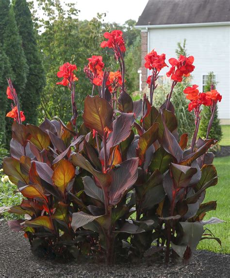 Fresh Ideas for Growing Cannas in Your Garden - Longfield Gardens