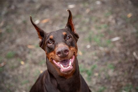 Red Doberman: Everything to Love About the Tough and Loyal Dog