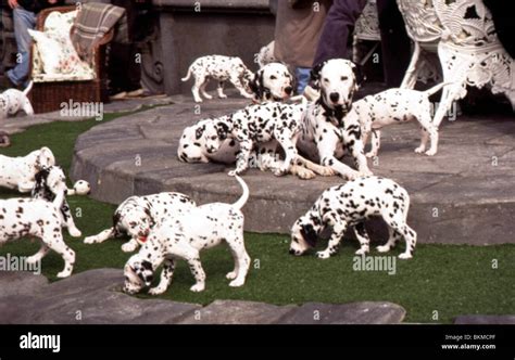 Movie 101 Dalmatians (1996) 1996 Wallpaper