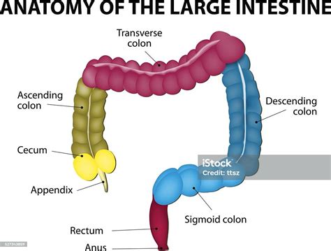 Large Intestine Human Anatomy Stock Illustration - Download Image Now - iStock