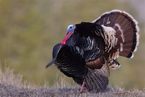 Turkey Poop: Everything You've Ever Wanted to Know - A-Z Animals