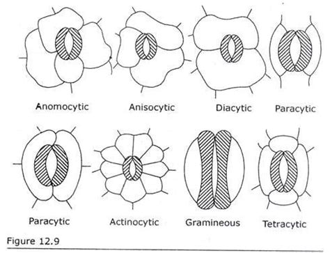 Different Types of Stoma according to Metcalfe and Chalk and Metcalfe in Dicotyledons and ...