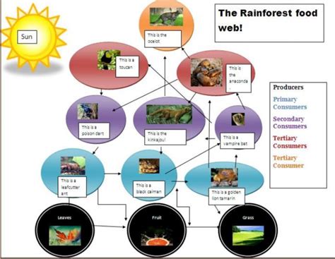 food web - Rainforest