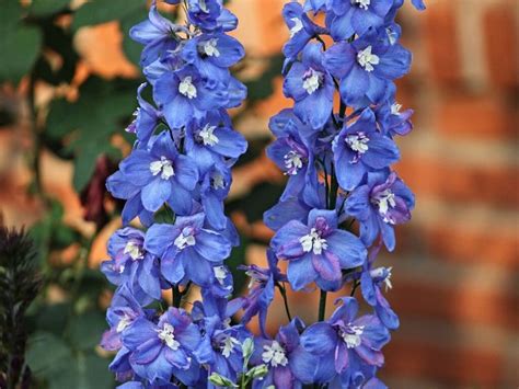 Delphiniums: Different Plant Varieties, How To Grow and Care | Florgeous