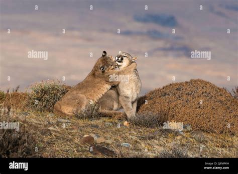 Puma cubs playing near Torres del Paine N.P., South Chile Stock Photo - Alamy