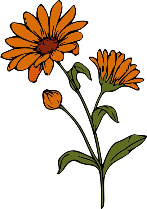 Download Flower Calendula Bloom Royalty-Free Stock Illustration Image ...