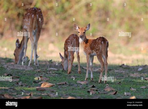 Spotted deer or Chital fawn (Axis axis) in Tadoba-Andhari tiger reserve, Maharashtra, India ...