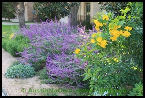 Texas_native_plants_drought_tolerant_grass.jpg (800×540) | Drought tolerant garden, Front yard ...