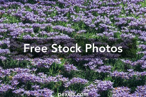 Sea Of Flowers Photos, Download The BEST Free Sea Of Flowers Stock Photos & HD Images