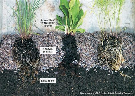 How to plant a low-maintenance gravel garden | Garden Gate