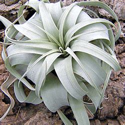 Tillandsia xerographica - Alchetron, the free social encyclopedia