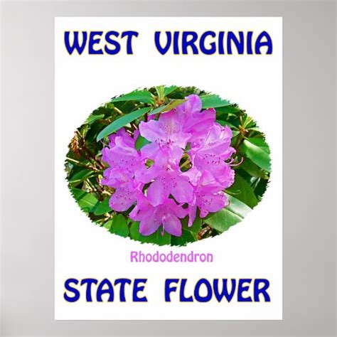 West Virginia State Flower, Rhododendron, Poster | Zazzle