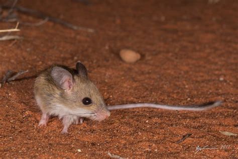 Spinifex Hopping Mouse | Notomys alexis. Arid Recovery Reser… | Flickr