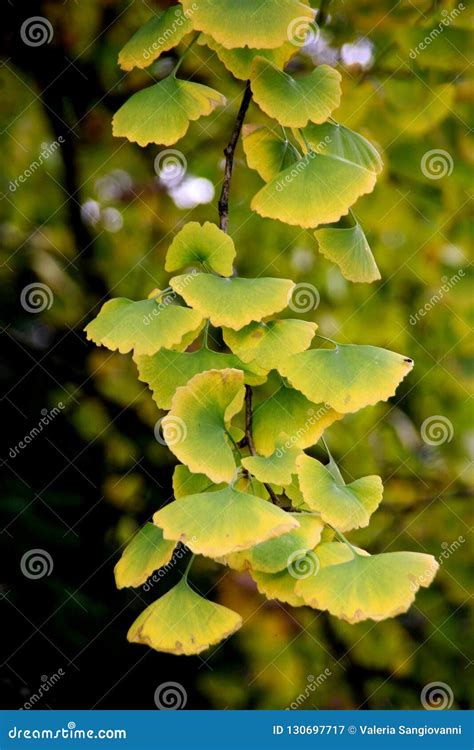 Detail of Ginkgo Biloba Leaves in Autumn Stock Image - Image of tree, color: 130697717