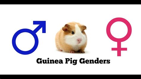 Difference Between Guinea Pig Genders - YouTube