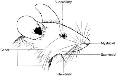 The Anatomy of the Laboratory Mouse