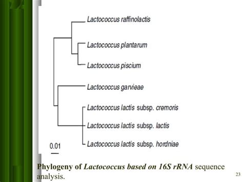 Classification of Lactic acid bacteria