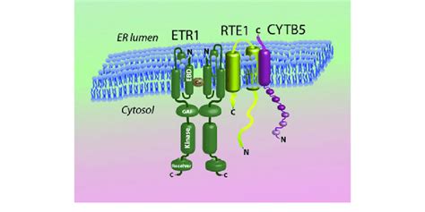 3 Additional interactions of the ethylene-signaling complex at the ER... | Download Scientific ...