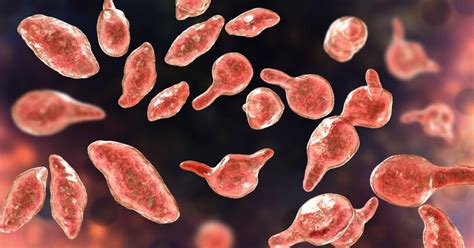 Mycoplasma Genitalium and Why It May… | Counseling | Therapy