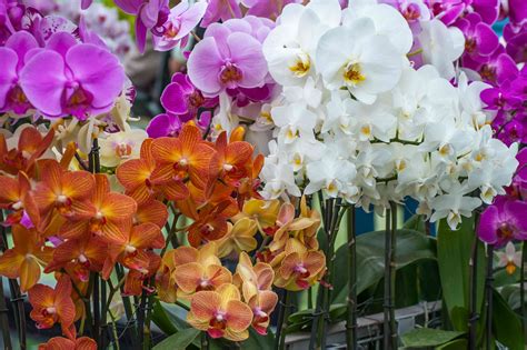 9 Pretty Orchid Flower Colors You'll Often See in Bloom