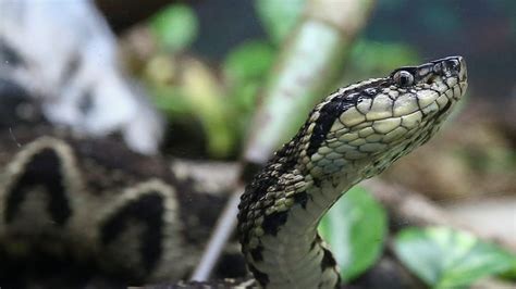 This Viper Snake Venom Could Help Find a Cure to Covid-19 Virus