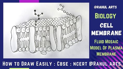 How to Draw Cell Membrane | Fluid mosaic Model Of Plasma Membrane in easy steps : Ncert CBSE ...