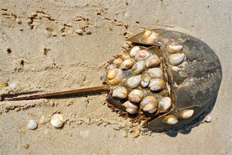 8 Things to Know About Horseshoe Crabs – A Little Creature Making Big ...