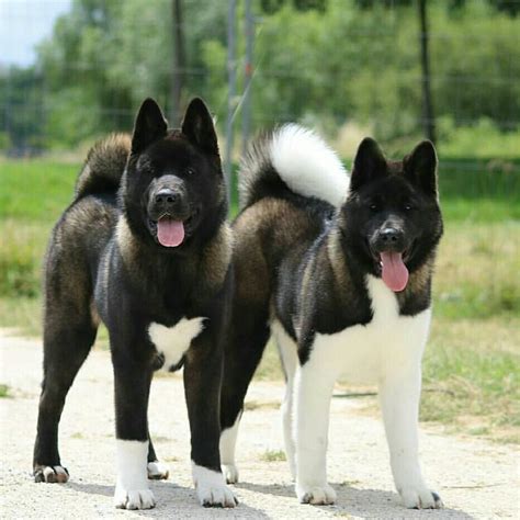 American Akitas | Akita puppies, Akita dog, Dog breeds